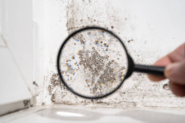 Best Residential Mold Inspection & Testing  in Madison, OH